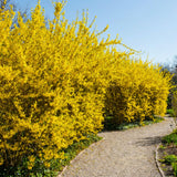 Lynwood Gold Forsythia Plant, Forsythia Plant Live, Quart Pot, 6-10 Inches Tall, Yellow Forsythia Shrubs Live Plant for Planting