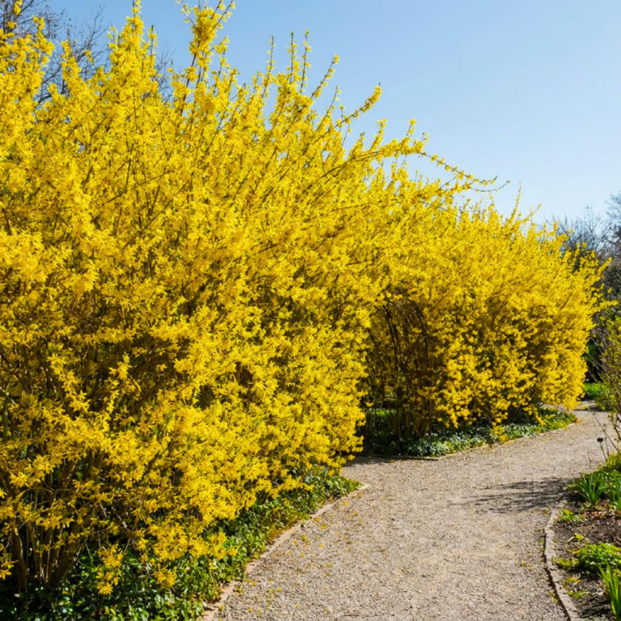 Lynwood Gold Forsythia Plant, Forsythia Plant Live, Quart Pot, 6-10 Inches Tall, Yellow Forsythia Shrubs Live Plant for Planting