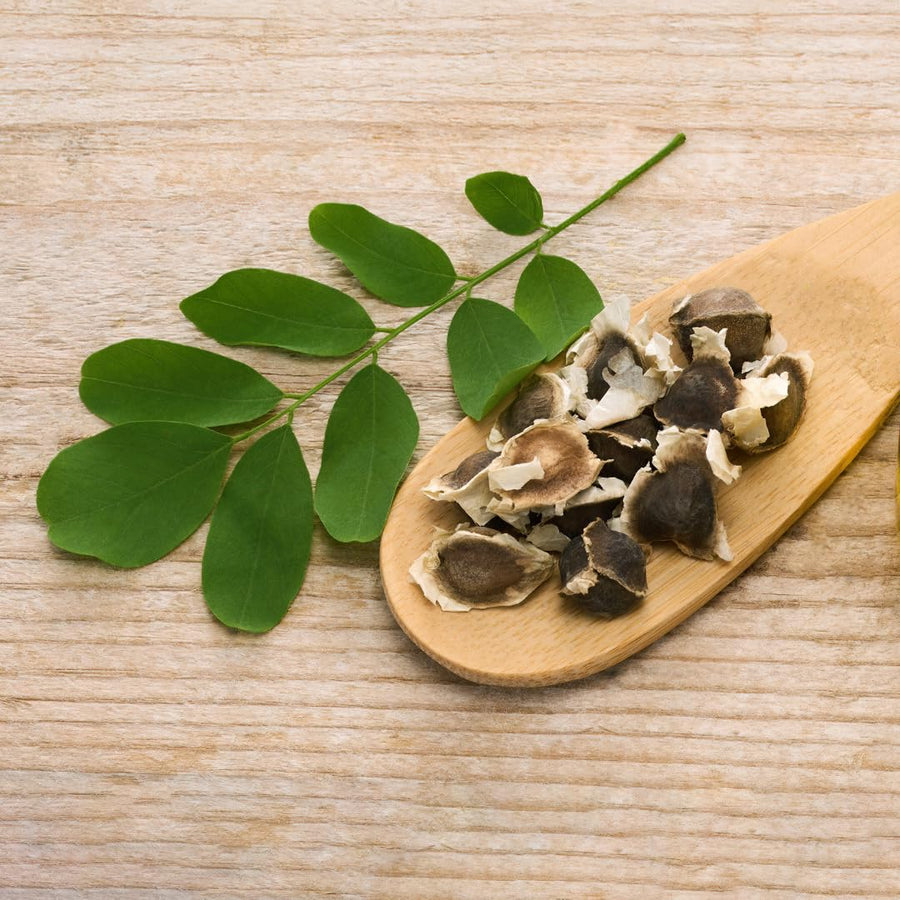Set 100 Moringa Seeds, Moringa Oleifera Tree Seeds, Vegetable Seeds for Planting, Ready to Grow
