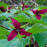 20 Red Trillium Bulbs, Large Trillium Flower Bulbs Roots for Growing, Easy to Plant