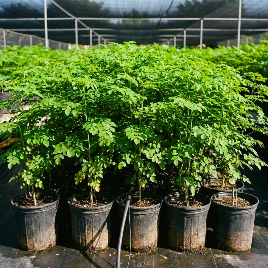 2 Moringa Plant Live Tree 1-2 Feet Tall in Pot, Malunggay Plant Live, Moringa Oleifera Tree Plant Live, Drumstick Horseradish, No CA