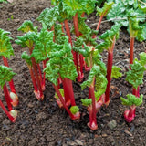 Pack of 100 Red Rhubarb Seeds for Planting, Rhubarb Plant Seeds for Outdoor Gardening, Perennial Vegetable Seeds for Home Garden Beds or Containers
