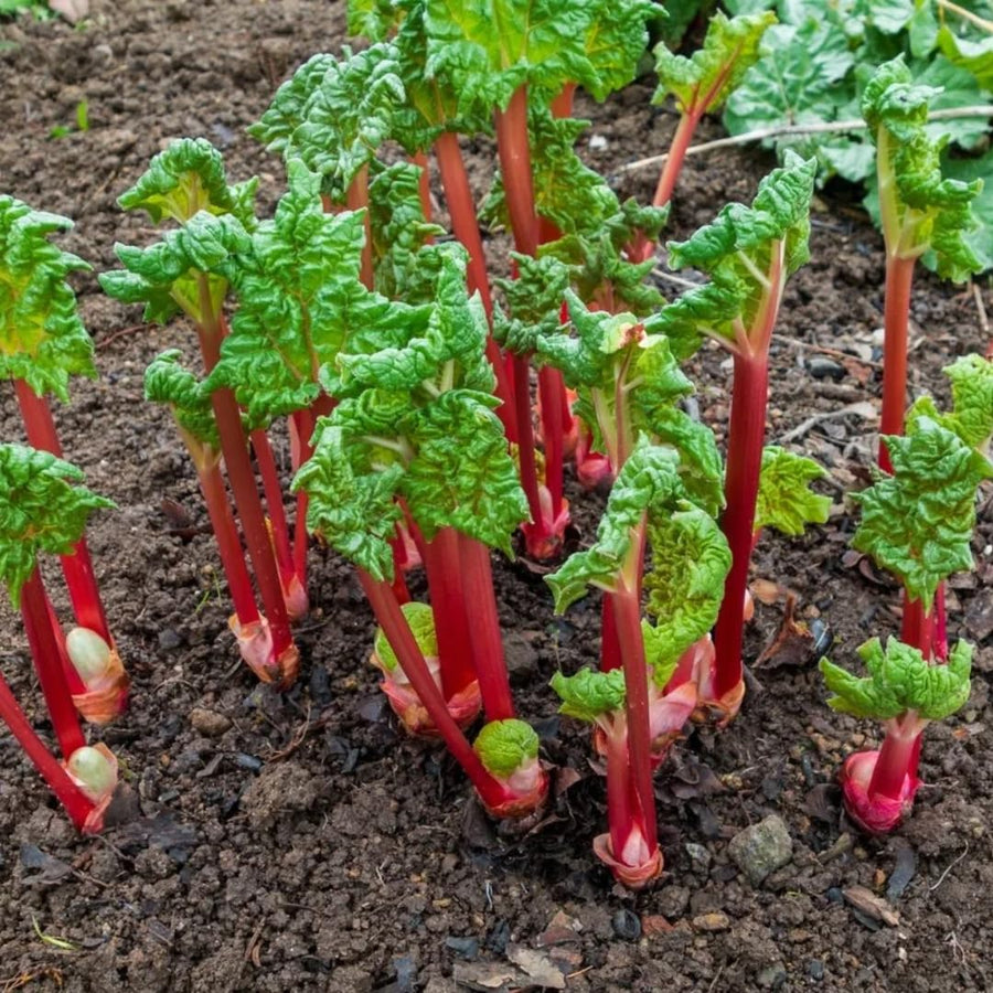 Pack of 100 Red Rhubarb Seeds for Planting, Rhubarb Plant Seeds for Outdoor Gardening, Perennial Vegetable Seeds for Home Garden Beds or Containers