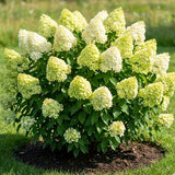 Light Green to Cream Pink Hydrangea Plant Live Tree, Rare Color, 4" Pot, Perennial and Hardy Blooming Shrub for Garden Spring Planting