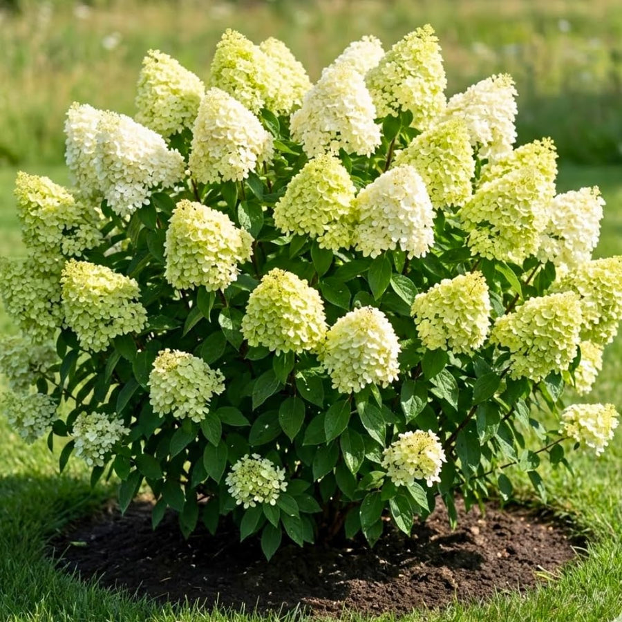 Light Green to Cream Pink Hydrangea Plant Live Tree, Rare Color, 4" Pot, Perennial and Hardy Blooming Shrub for Garden Spring Planting