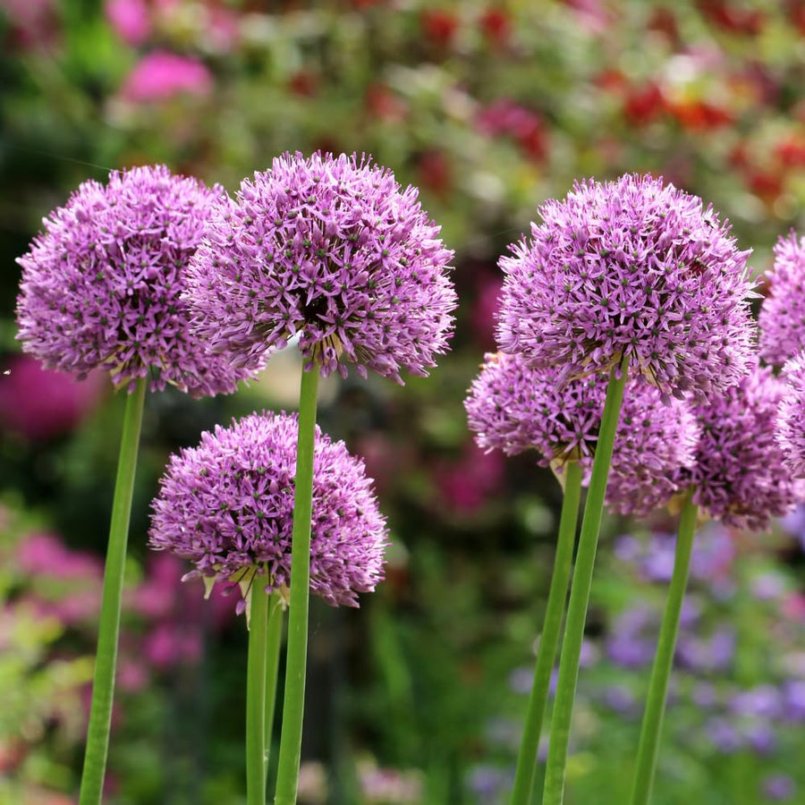 3 Allium Bulbs for Planting, Allium Gladiator Bulbs, Purple Blooming Onion Flowering Perennial for Spring and Summer Garden