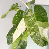 Set of 2 Live Variegated Green Philodendron Plants in 4 Inch Pots, Tropical Indoor Houseplants with Variegated Foliage, Ready to Grow