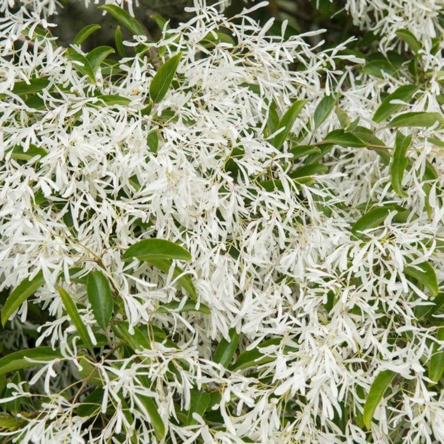White Fringe Tree Live Shrub 6-10 Inch Tall, White Fringe Plant in Quart Pot, Flowering Tree for Outdoor Spaces, Dormant in Winter