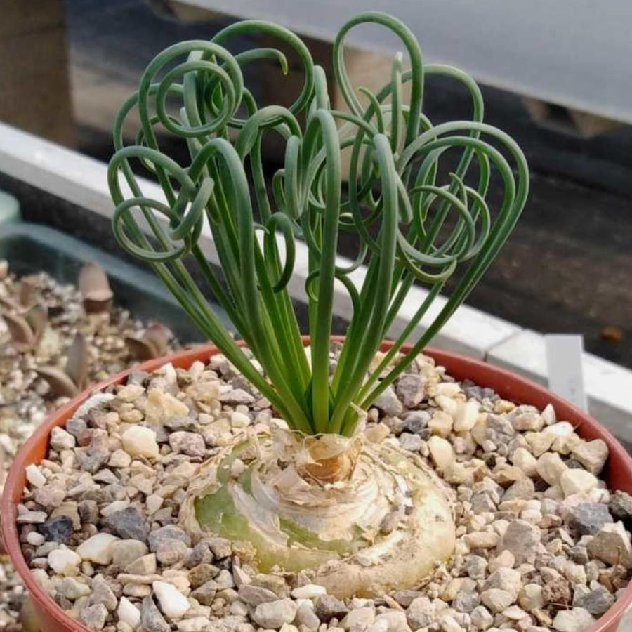 Albuca Live Plant in 3” Pot, Frizzle Sizzle Succulent, Curly Leaf Albuca Plant for Indoor Growing