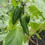 Pack 2 Green Pepper Plants, Live Hot Pepper Seedlings for Planting Outdoor Garden, 4 to 6 Inches Tall