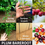 Pack 4 American Plum Trees Live Plants for Planting, 6-12 Inch Plum Bareroots, Cold Hardy Plum Plants Live Ready to Grow Your Garden