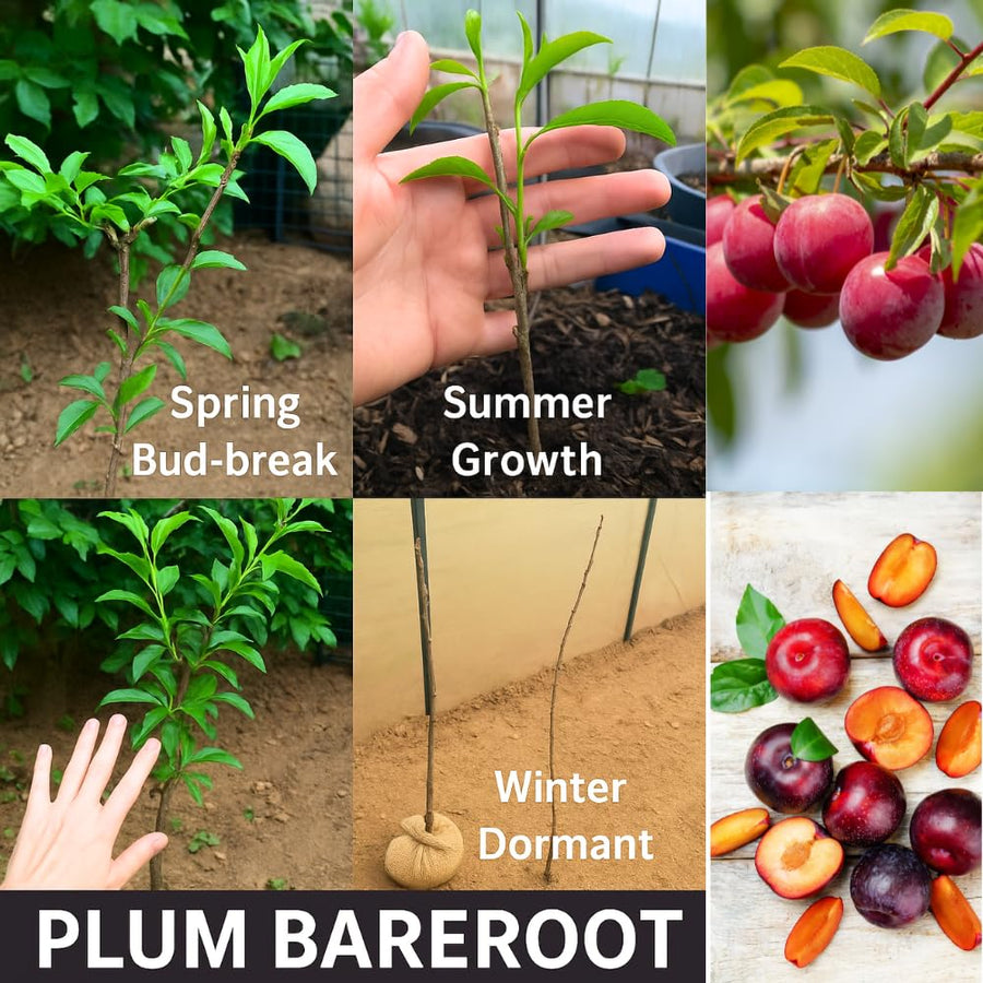 Pack 4 American Plum Trees Live Plants for Planting, 6-12 Inch Plum Bareroots, Cold Hardy Plum Plants Live Ready to Grow Your Garden