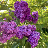 Old Fashion Lilac Bush Live Tree Plant, 1 Year Old Tree for Planting, 6 to 12 Inches in Tall, Hardy Shrub, Dormant in Winter