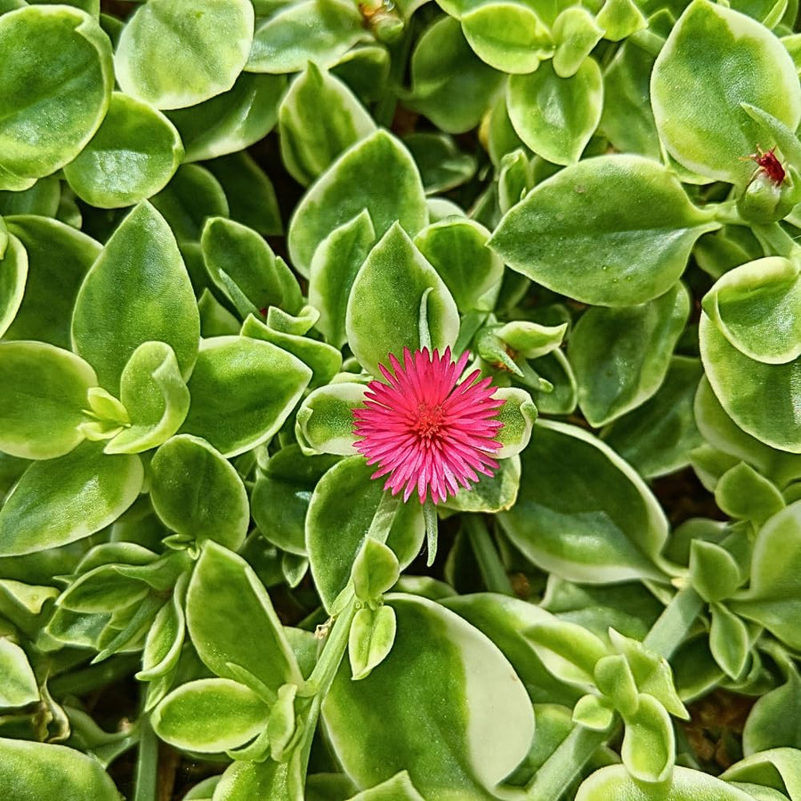 Baby Sun Rose Live Plant, Variegated Ice Plant, Variegated Baby Sun Rose Succulent for Indoor Outdoor Growing, 2 Inch Pot
