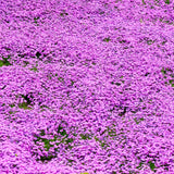 Set 2 Pink Creeping Phlox Live Plants, Creeping Phlox Plants Perennial, Groundcover Hardy Flower Plants for Growing Outdoor, No Pot, Size 4 Inch Pot