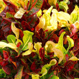 Curly Croton Live Plant in 4 Inch Pot - 5 to 8 Inch Tall Colorful Tropical Houseplant, Perennial Croton Plants - Indoor Decorative Foliage Plant