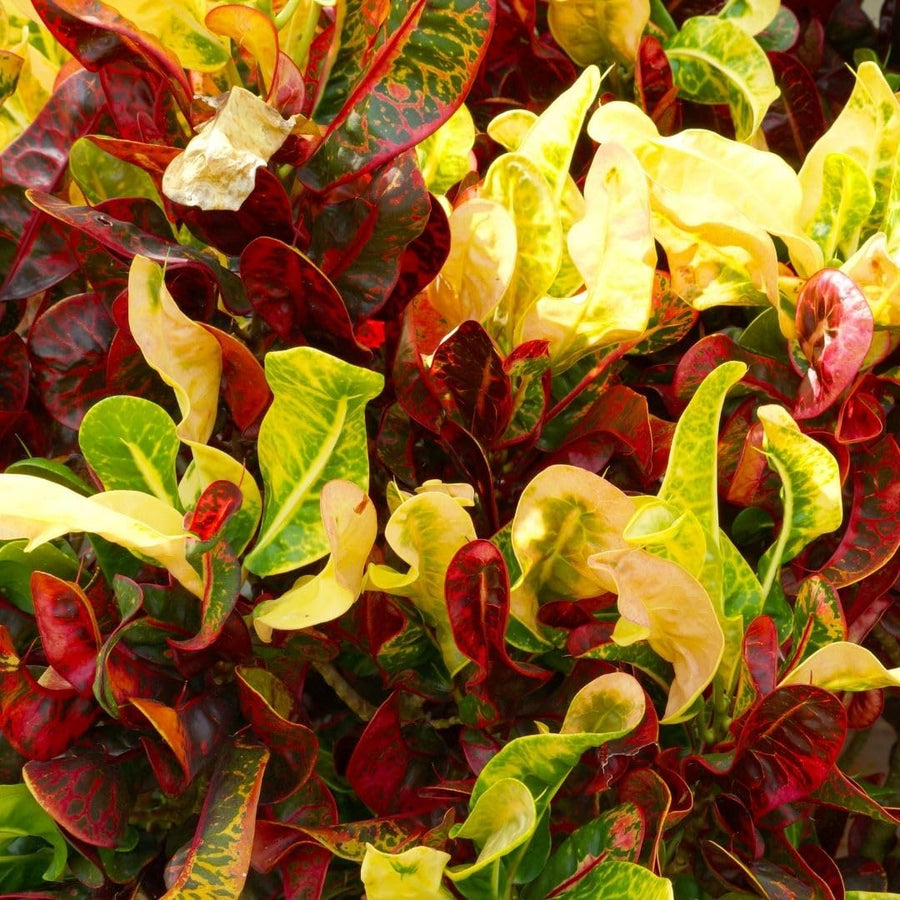 Curly Croton Live Plant in 4 Inch Pot - 5 to 8 Inch Tall Colorful Tropical Houseplant, Perennial Croton Plants - Indoor Decorative Foliage Plant