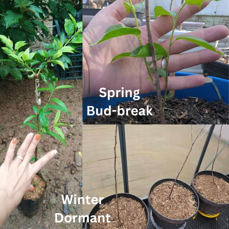 Santa Rosa Plum Tree Live Plant 1-2 Year Old 12-20" Cold Hardy, Live Plum Tree for Planting, Bare Roots and Dormant