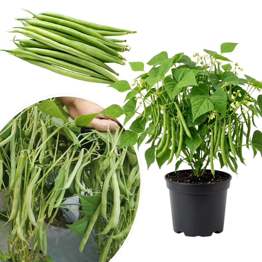 2PPP Green Bean Plant Live for Planting, Bean Bush Starter Plant, 4-6'' Tall in 4 Inches Pot, Edible Vegetable Plant for Outdoor Growing