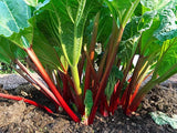 Set 5 Red Rhubarb Plants Roots for Planting, Rhubarb Root Plant, Rhubarb Plants Live Root, Hardy Vegetable