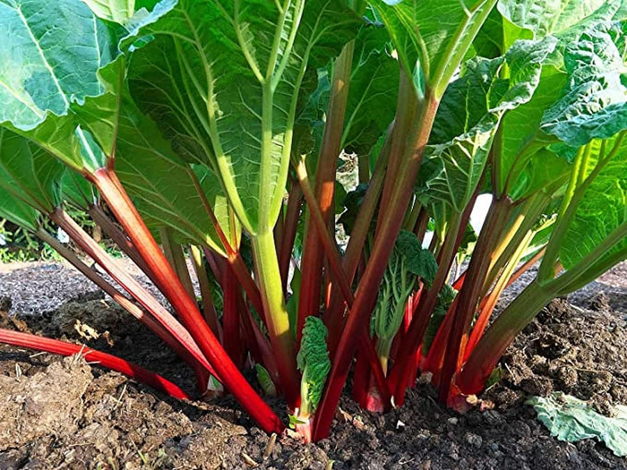 Set 5 Red Rhubarb Plants Roots for Planting, Rhubarb Root Plant, Rhubarb Plants Live Root, Hardy Vegetable