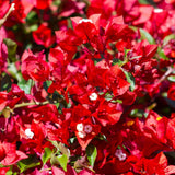Bougainvillea Plant Live, Bougainvillea Flower Plants, Trailing Flowering Vines, Vibrant Blooms, 4-7 Inches Tall in 4 Inch Pot for Growing (Red)
