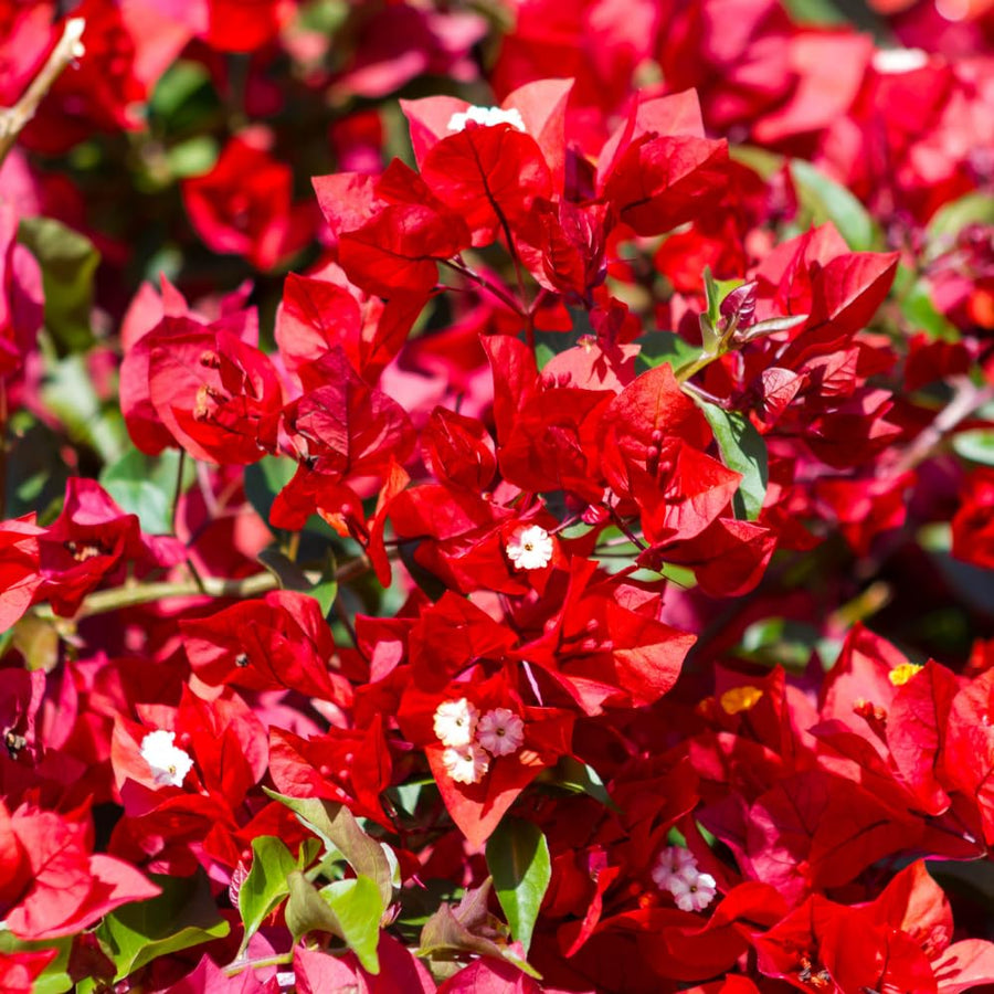 Bougainvillea Plant Live, Bougainvillea Flower Plants, Trailing Flowering Vines, Vibrant Blooms, 4-7 Inches Tall in 4 Inch Pot for Growing (Red)