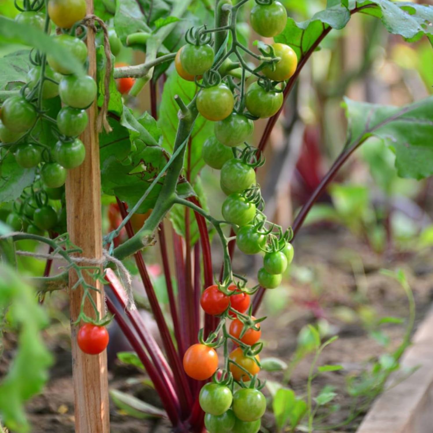 Tomato Plant Live, Tomato Cherry Red Plant 8-10'' Height, 4 Inches Pot, Vegetable Plant for Outdoor Garden