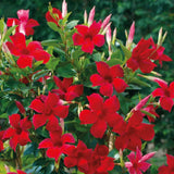 2 Mandevilla Plants Live, 10 to 17 Inc Tall, Red Mandevilla Vine Live Plant, Live Mandevilla Plants, Mandevilla Plant Seedlings, 2 Plants