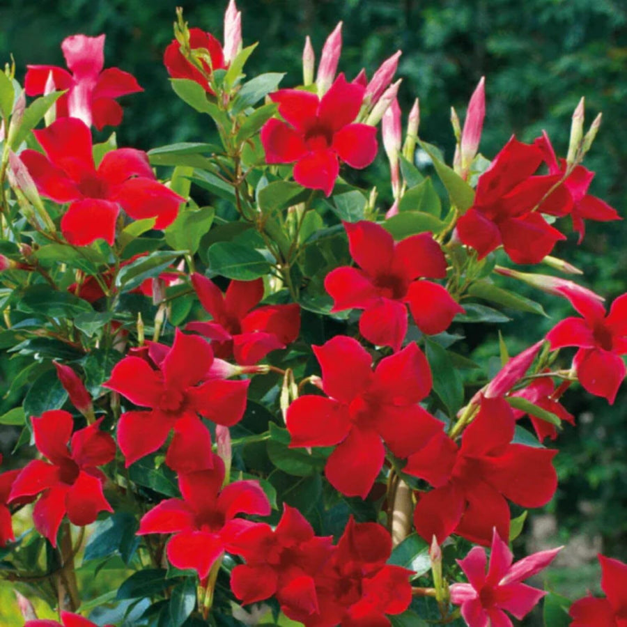 2 Mandevilla Plants Live, 10 to 17 Inc Tall, Red Mandevilla Vine Live Plant, Live Mandevilla Plants, Mandevilla Plant Seedlings, 2 Plants