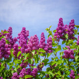 Fragrant Common Lilac Shrub in 4 Inch Pot, Live Purple Lilac Plant, Easy Grow Ornamental, Indoro Outdoor Planting