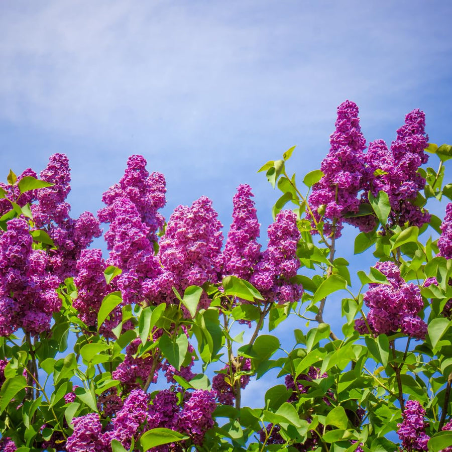 Fragrant Common Lilac Shrub in 4 Inch Pot, Live Purple Lilac Plant, Easy Grow Ornamental, Indoro Outdoor Planting