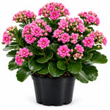 Double Pink Kalanchoe Live Plant, Double Pink Kalanchoe with Flowers, Vibrant Blooms 4-7 Inches Tall in Pot for Indoor Outdoor Houseplant