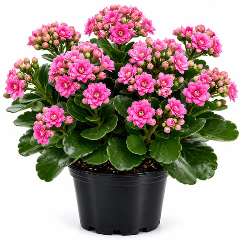 Double Pink Kalanchoe Live Plant, Double Pink Kalanchoe with Flowers, Vibrant Blooms 4-7 Inches Tall in Pot for Indoor Outdoor Houseplant