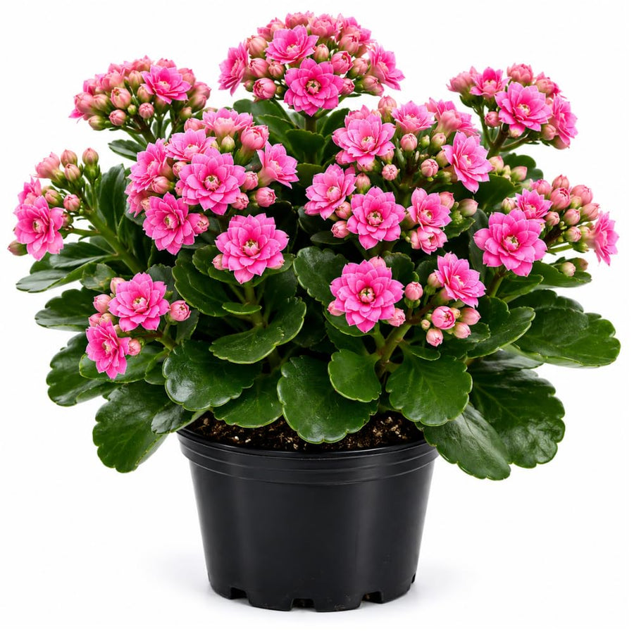 Double Pink Kalanchoe Live Plant, Double Pink Kalanchoe with Flowers, Vibrant Blooms 4-7 Inches Tall in Pot for Indoor Outdoor Houseplant