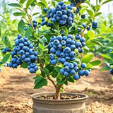 Ready Bear Fruit Blueberry Bushes Live Plant, 2-2.5 Ft Tall, Edible Fruit Bearing Sweet Blueberry Fruit Trees for Outdoor Indoor Planting