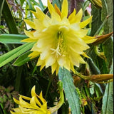 Epiphyllum Orchid Cactus Live Plant, 2 Plants Per Pot, Blooming Orchid Cactus for Indoor or Outdoor Growing (Yellow Epiphyllum)