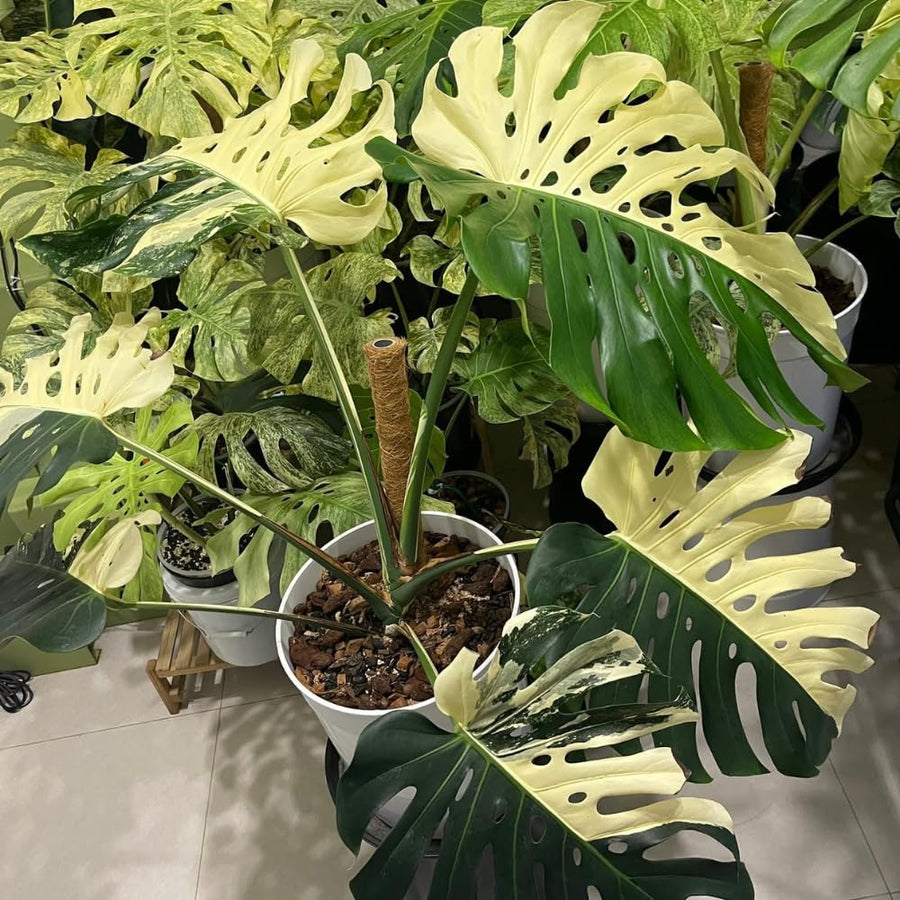 Thai Constellation Philodendron Live Plants, Philodendrons Plants Size 5-9 Inc for Indoor Houseplant Décor, Ornamental Tropical Well-Rooted