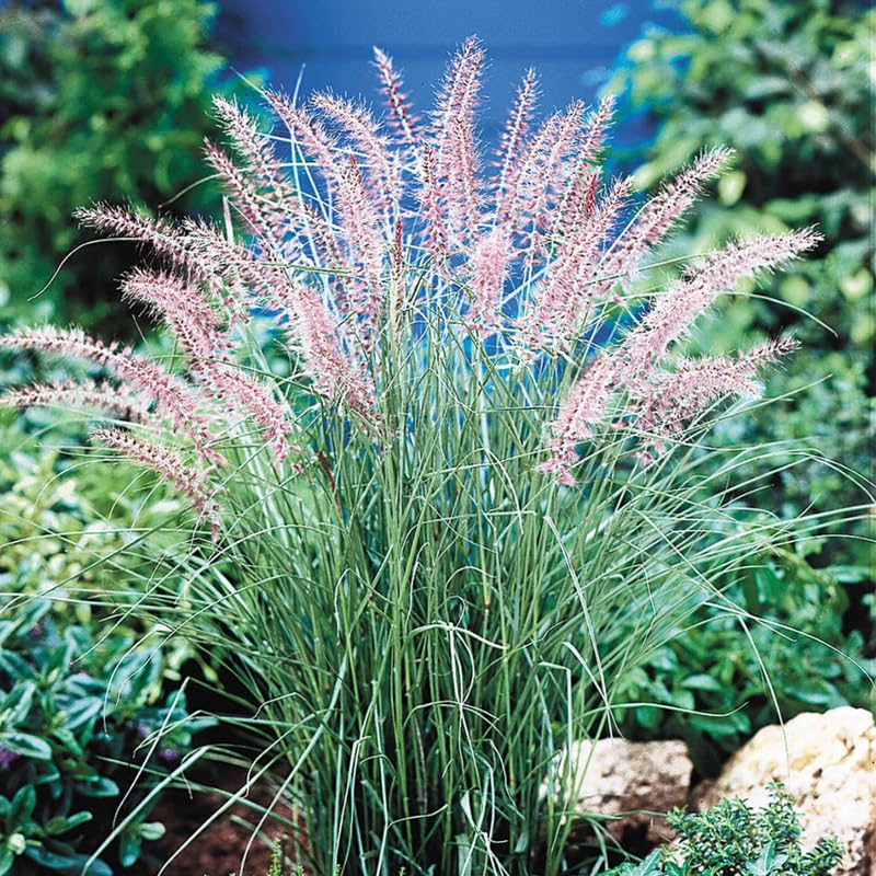 2 Rose Fountain Grass Live Plants, Perennial Grass Clumps for Outdoor Landscaping Growing, Ornamental Grasses Ready to Grow 4-9 Inches
