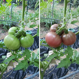 500 Red Purple Tomato Seeds for Planting, Tomato Seeds, Heirloom Vegetable Seed, Sweet Tomatoes for Container and Outdoor Planting