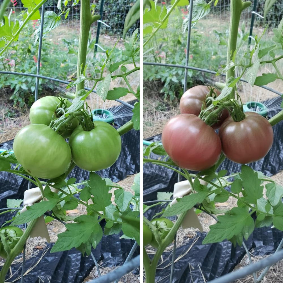 500 Red Purple Tomato Seeds for Planting, Tomato Seeds, Heirloom Vegetable Seed, Sweet Tomatoes for Container and Outdoor Planting