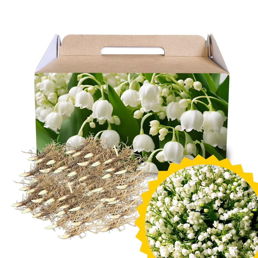 Set of 10 Lily of the Valley Bulbs for Planting, Sweet Fragrant Spring Blooms, Garden Beds, Containers, or Indoor Pots Growing