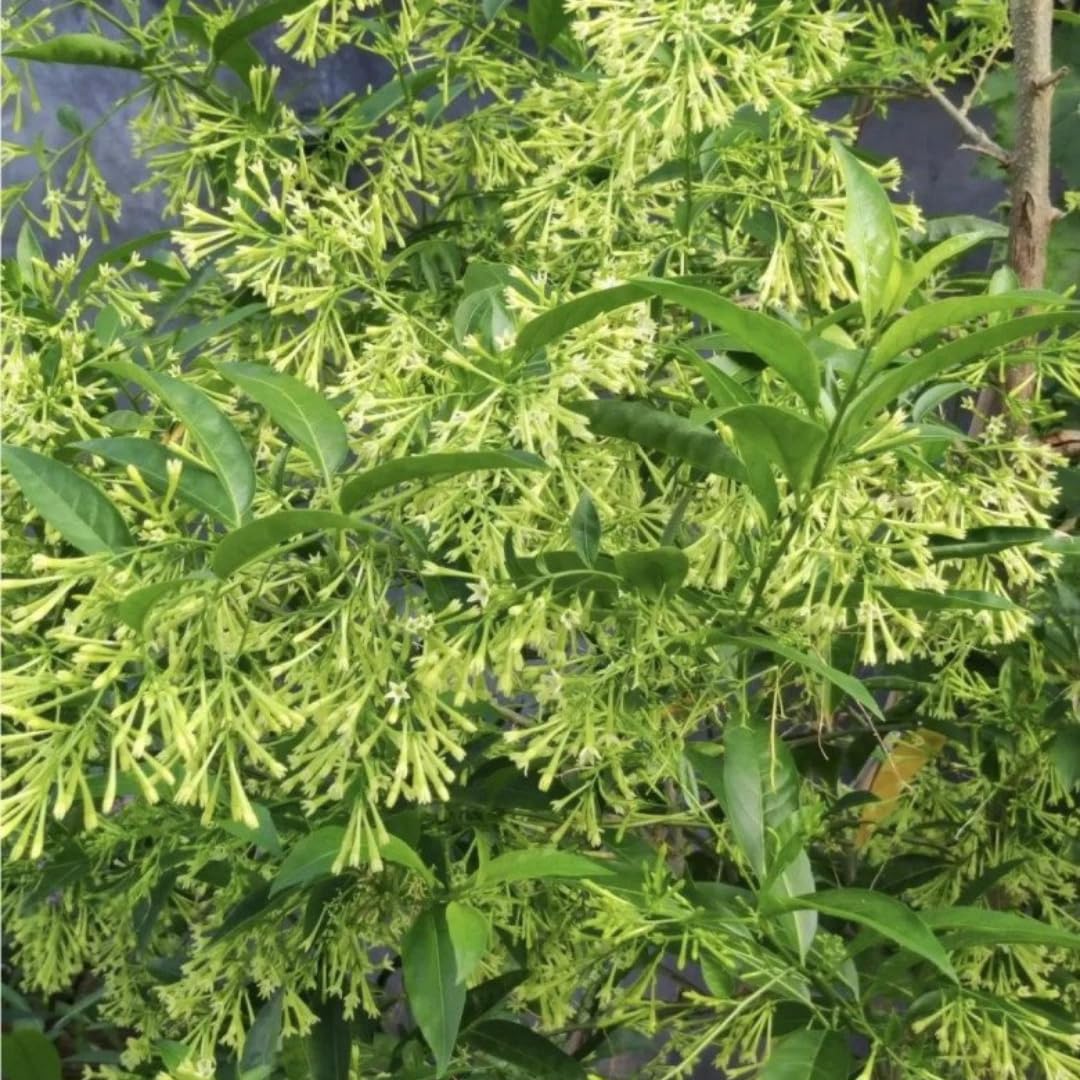 Live Jasmine Plant, White Jasmine Flower, Fragrant Climbing Vine, 4-7 Inches Tall, Ready for Planting (Night Jasmine)