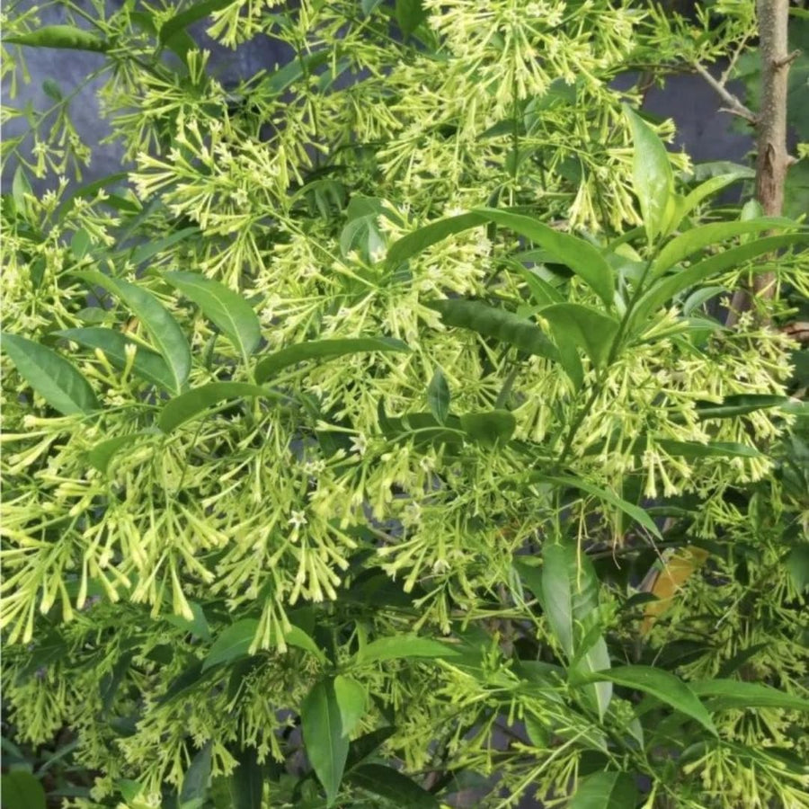 Live Jasmine Plant, White Jasmine Flower, Fragrant Climbing Vine, 4-7 Inches Tall, Ready for Planting (Night Jasmine)