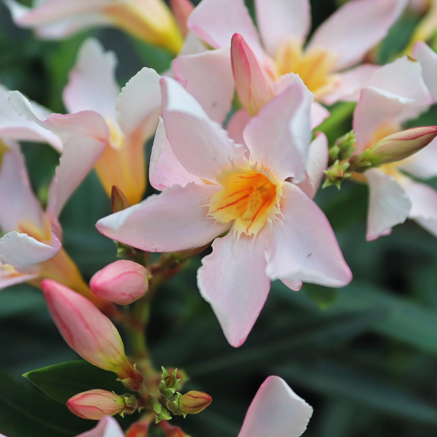 Oleander Plants Live, 2 Small Plants, Live Oleander Flower Plants, Tropical Plant Live Shrub Garden (Salmon)