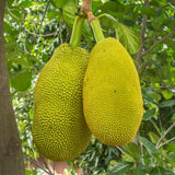 Jackfruit Live Plants, Jack Fruit Tropical Fruit Tree, Tropical Fruit Plant, 8-10 Inches in Height, 4 Inch Pot for Outdoor Planting