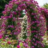 Climbing Bush Roses for Garden, Fragrant and Hardy Rose Plants for Outdoor Planting, No Pot, 5 to 9 Inc Tall Starter Plant Well-Rooted, Purple Red Stripes Blooms