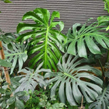 2 Monstera Plants Live, Swiss Cheese Philodendron Plant, Ornamental Tropical Well-Rooted, 4 to 5 Leaves for Indoor Houseplant (Monstera Deliciosa)
