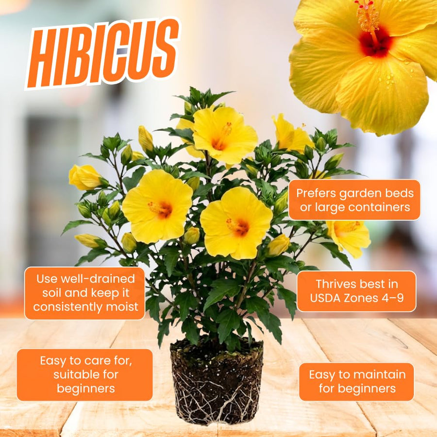 Red Yellow Hibiscus Plant Live, Well-Rooted Hibiscus Flowers, 5-7 Inches Tall, Tropical Flowering for Indoor Outdoor Planting