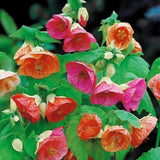 2 Abutilon Plants 5-9 Inches Tall - Lantern Trees Perfect for Enhancing Your Indoor and Outdoor Garden - Trailing Hanging Flower Vine (Mix Abutilon)